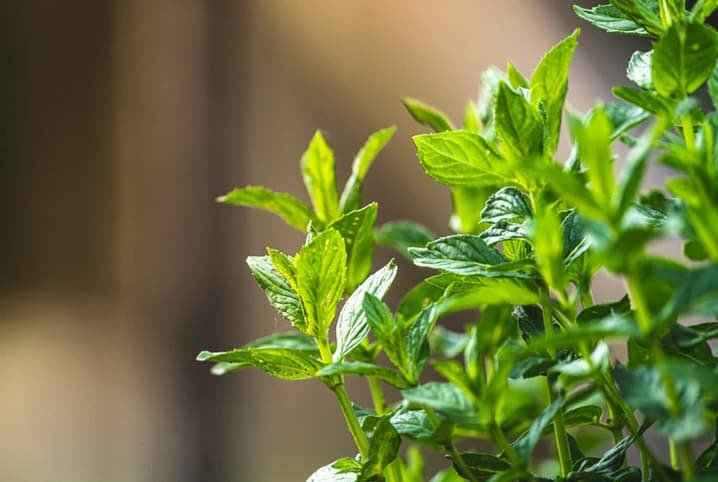 Plantas medicinais: hortelã é a mais usada por mulheres da zona rural do RN