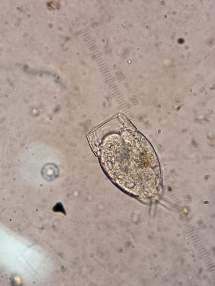 Biodiversidade “adormecida” é descoberta em águas subterrâneas da Caatinga no RN