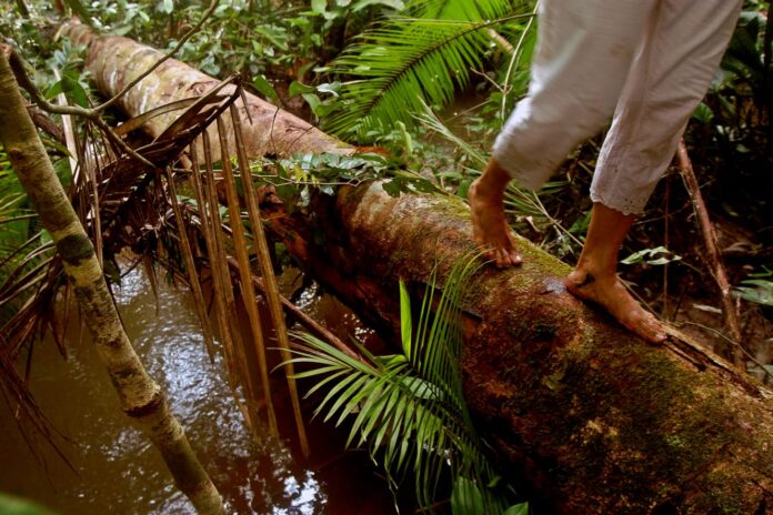 Natal recebe imersão sobre plantas medicinais amazônicas