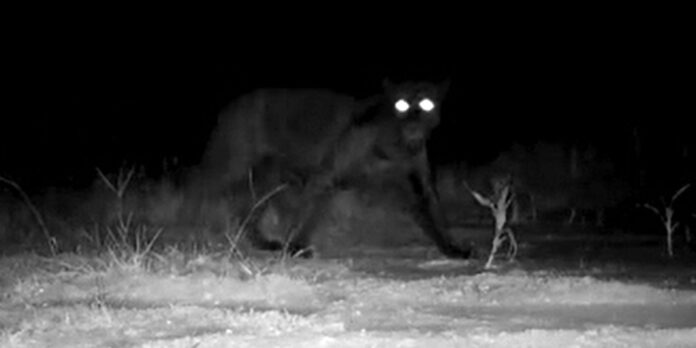 onca_melancia.jpg