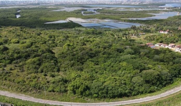 Lei da Mata Atlântica chega aos 20 anos entre avanços e desafios